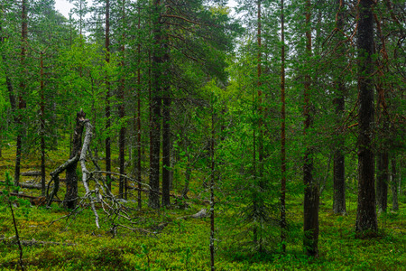 Trees and forest along the Rykimakero Trail, in Pyha-Luosto National Park, Lapland, Finlandの写真素材