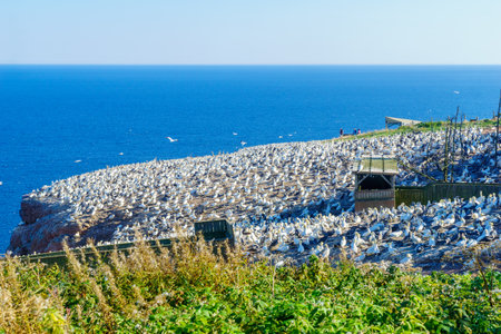 Perce, Canada - September 14, 2018: Colony of Gannet birds, and tourists, in the Bonaventure Island, near Perce, at the tip of Gaspe Peninsula, Quebec, Canadaのeditorial素材