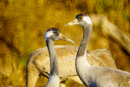 Common Crane birds in the Agamon Hula bird refuge, Hula Valley, Northern Israelの写真素材