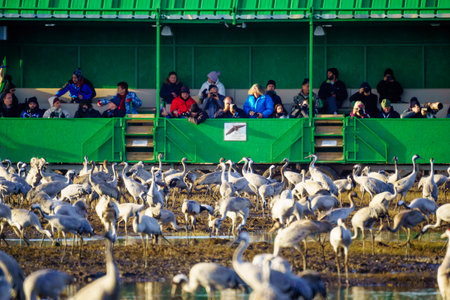 Hula, Israel - January 11, 2019: Safari Wagon carrying bird photographers watching Crane birds, in the Agamon Hula bird refuge, Northern Israelのeditorial素材