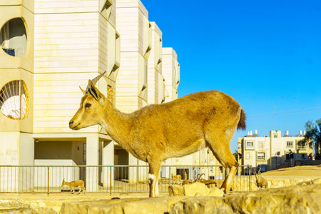 Mitzpe Ramon, Israel - January 19, 2019: Nubian Ibex in the urban area of Mitzpe Ramon town. Makhtesh (crater) Ramon, in the Negev Desert, Southern Israelのeditorial素材