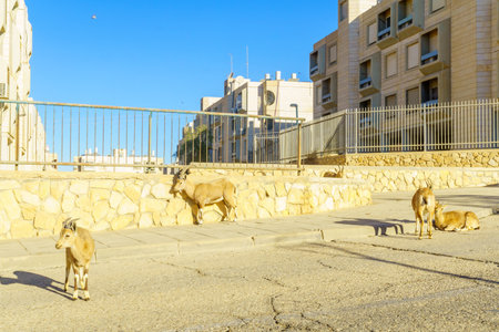Mitzpe Ramon, Israel - January 19, 2019: Nubian Ibex in the urban area of Mitzpe Ramon town. Makhtesh (crater) Ramon, in the Negev Desert, Southern Israelのeditorial素材