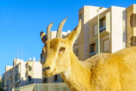 Mitzpe Ramon, Israel - January 19, 2019: Nubian Ibex in the urban area of Mitzpe Ramon town. Makhtesh (crater) Ramon, in the Negev Desert, Southern Israelのeditorial素材