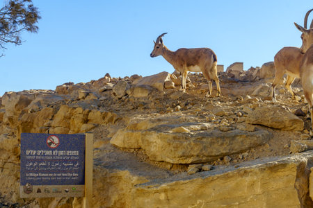 Mitzpe Ramon, Israel - January 19, 2019: Dusty sign calling not to feed the ibex, and landscape of Makhtesh (crater) Ramon, in the Negev Desert, Southern Israelのeditorial素材