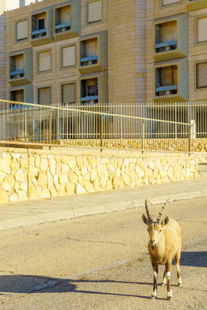 Mitzpe Ramon, Israel - January 19, 2019: Nubian Ibex in the urban area of Mitzpe Ramon town. Makhtesh (crater) Ramon, in the Negev Desert, Southern Israelのeditorial素材
