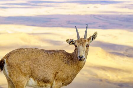 Nubian Ibex and landscape of Makhtesh (crater) Ramon, in the Negev Desert, Southern Israelの写真素材