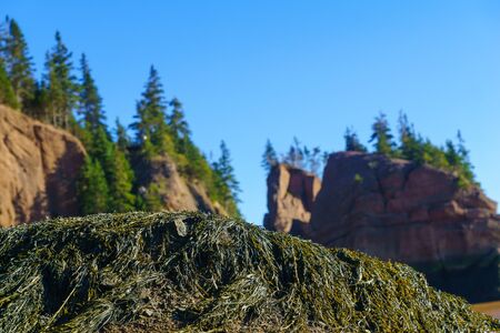 View of Hopewell Rocks at low tide. New Brunswick, Canadaの写真素材