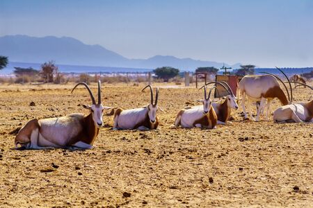 Group of scimitar-horned oryx, in the Yotvata Hai-Bar Nature Reserve, the Arava desert, southern Israelの写真素材