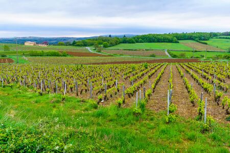 Landscape of vineyards and countryside in Beaujolais, Rhone department, Franceの写真素材