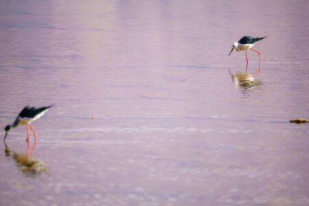 Black-winged Stilt (Himantopus himantopus) in the Eilat Ornithological Park, southern Israelの写真素材