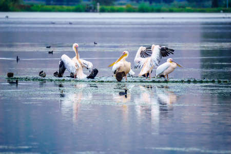 View of Pelicans, and other birds, in the Hula nature reserve, northern Israelの写真素材