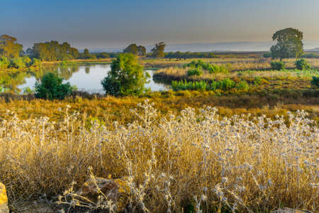 Morning view over wetland with Asian Water Buffalos (Bubalus bubalis), in En Afek nature reserve, northern Israelの写真素材