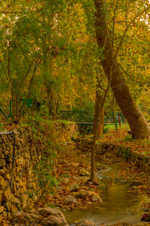View of the Kesalon Stream with trees, and fall foliage, in En Hemed National Park (Aqua Bella), west of Jerusalem, Israelの写真素材