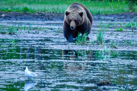 View of a male Brown Bear, in Kuusamo region, Finlandの写真素材