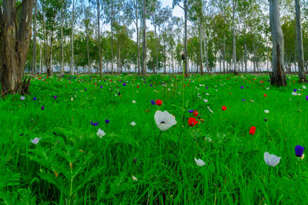 View of colorful Anemone wildflowers in a Eucalyptus grove, near Megiddo, Northern Israelの写真素材