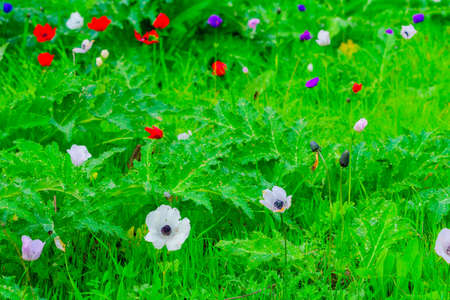 View of colorful Anemone wildflowers, near Megiddo, Northern Israelの写真素材