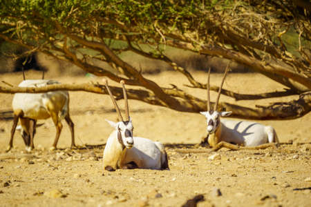 Group of Arabian oryx, in the Yotvata Hai-Bar Nature Reserve, the Arava desert, southern Israelの写真素材
