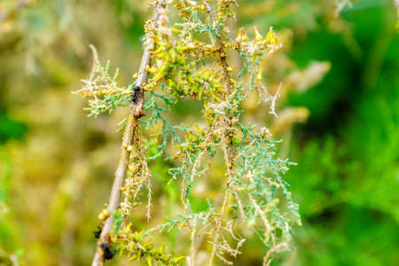 View of a Polyrhachis lacteipennis ant, nursing an Aphid on a branch of a Tamarix tree, in Einot...