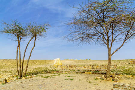 View of the Gorny observation point, with sheep in the background, in Arad, Southern Israelの写真素材