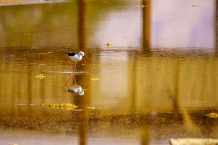Black-winged Stilt (Himantopus himantopus) in the Eilat Ornithological Park, southern Israelの写真素材