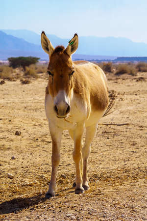 Onager (hemione or Asiatic wild ass), in the Yotvata Hai-Bar Nature Reserve, the Arava desert, southern Israelの写真素材