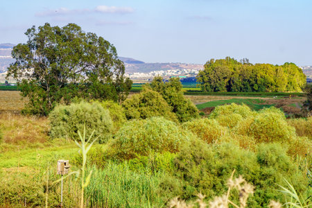 View of landscape of Eucalyptus trees and countryside, from En Afek nature reserve, northern Israelの写真素材