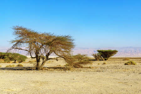 View of Acacia trees and landscape of the Arava Stream (Nahal Arava) and the Edom Mountains (Jordan), Southern Israelの写真素材