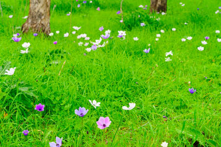 View of colorful Anemone wildflowers, near Megiddo, Jezreel Valley, Northern Israelの写真素材