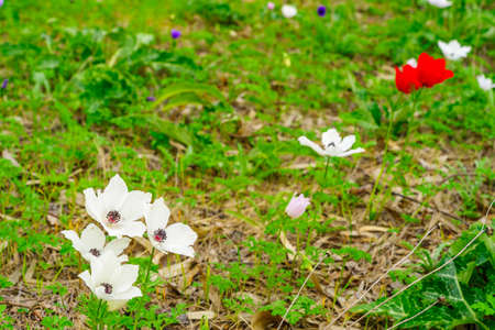 View of colorful Anemone wildflowers, near Megiddo, Jezreel Valley, Northern Israelの写真素材