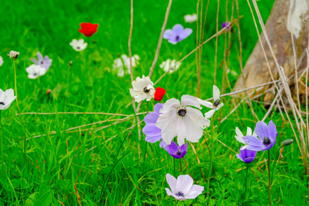 View of colorful Anemone wildflowers, near Megiddo, Jezreel Valley, Northern Israelの写真素材