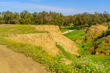 View of wildflowers, the Gerar valley, and landscape of the Beeri Forest, Northern Negev Desert, Southern Israelの写真素材