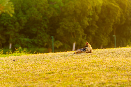 Sunrise view of a Golden jackal (Canis aureus) on the lawns of the Yarkon Park, Tel-Aviv, Israelの写真素材