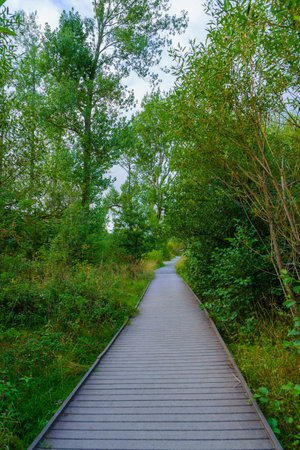 View of a boardwalk footpath among trees, near Keswick, in the Lake District, Cumbria, England, UK