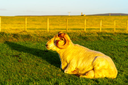 Sunset view of sheep and fields, in Mainland Orkney, Scotland, UKの写真素材
