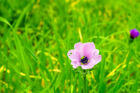 View of colorful Anemone wildflowers and a bug, near Megiddo, Jezreel Valley, Northern Israelの写真素材