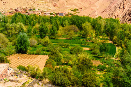 View of agricultural field in the Dades Gorge, the High Atlas Mountains, Central Moroccoの写真素材