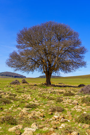 View of a lone tree, in the Middle Atlas Mountains, Moroccoの写真素材