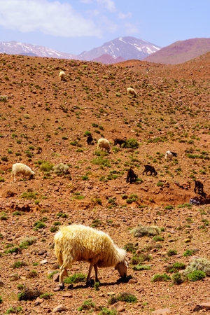 View of landscape and a herd of sheep, in the High Atlas Mountains, Moroccoの写真素材