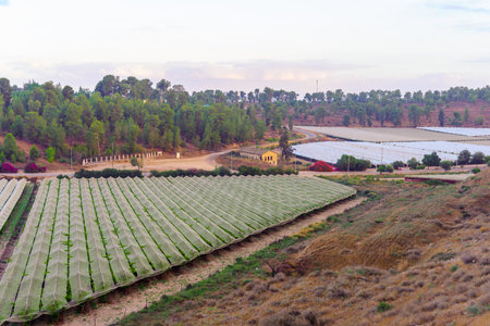 Sunrise view of countryside and rolling hills in the Shephelah region, near Lachish, south-central Israelの写真素材
