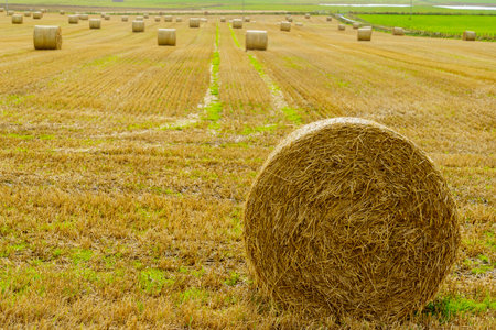 View of fields and haystacks, in Marwick Head, Mainland Orkney, Scotland, UK