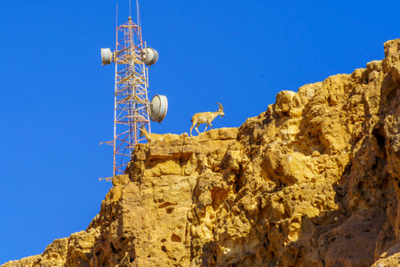 View of an antenna and Nubian Ibex on the edge of Makhtesh (crater) Ramon, in the Negev Desert, Southern Israelの写真素材