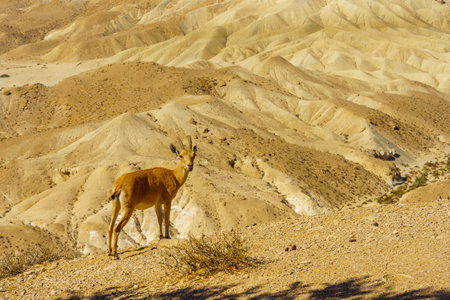 View of landscape and a Nubian Ibex in Nahal (wadi) Zin, near Sde Boker, the Negev Desert, Southern Israelの写真素材