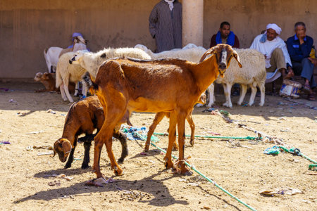 Rissani, Morocco - April 02, 2023: Market scene, with livestock on sale, sellers, and shoppers, in Rissani, Sahara Desert, Moroccoのeditorial素材