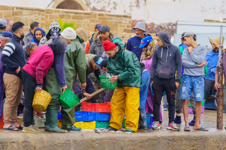 Essaouira, Morocco - April 07, 2023: Sunrise scene of the fishing port, with locals handling catch of sardines, in Essaouira (Mogador), Moroccoのeditorial素材