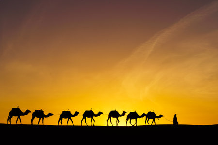 Sunrise silhouette of camels and handler, in the sand dunes of Merzouga, the Sahara Desert, Moroccoの写真素材