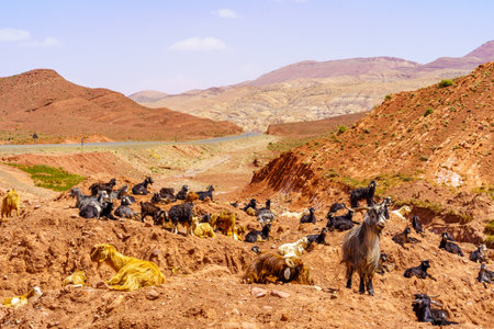 View of landscape and a herd of goats, in the High Atlas Mountains, Moroccoの写真素材