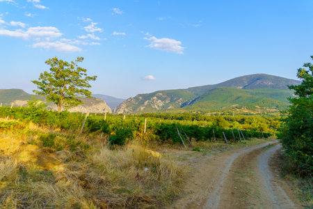 View of landscape with vineyards and mountains, near Demir Kapija, North Macedoniaの写真素材
