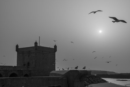 View of the walls, with seagulls, in the medina of Essaouira (Mogador), Moroccoのeditorial素材