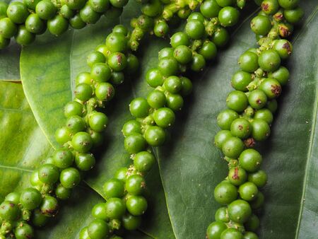 Green peppers on the leaf