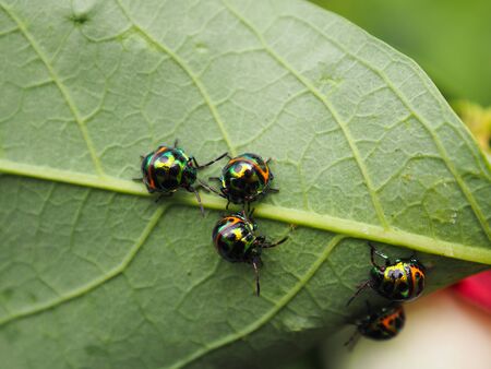 Colorful exotic beetles caught on the sauropus androgynus in the garden in the morning.